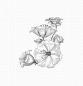 Preview: My Favorite Things "Floral Fantasy " Cling Stamp