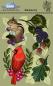 Preview: The Card Hut Berries  Clear Stamps Stempelset 