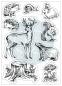 Preview: Craft Consortium Woodland Animals Stamps 