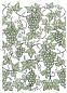 Preview: Crafters Companion - Fruit of the Vine - Clear Stamps Layering - 3D Effekt-Stempel
