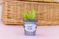 Preview: Crafters Companion - Sensational Succulents Metal Dies Baby Aloe - Stanze