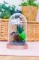 Preview: Crafters Companion - Sensational Succulents Metal Dies Lila China  - Stanze