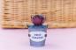 Preview: Crafters Companion - Sensational Succulents Metal Dies Neon Breakers  - Stanze