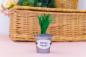 Preview: Crafters Companion - Sensational Succulents Metal Dies Sword Grass - Stanze