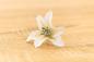 Preview: Crafters Companion - Flower Forming Foam Natural White