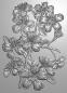 Preview: Gemini Cherry Blossom 3D Embossing Folder - Prägeschablone 3D - Kirschblütten