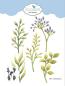 Preview: Elizabeth Craft Designs - Stanzschalone "Greenery Fillers 1" Dies