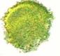 Preview: Cosmic Shimmer - Embossingpulver "Tropic Moss" Blaze Embossing Powder 20ml