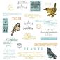 Preview: Sizzix - Stanzschablone & Stempelset "Bird Song" Framelits Craft Dies & Clear Stamps by 49 and Market