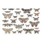 Preview: Tim Holtz - Idea Ology - Stanzteile "Halloween Moths" Die Cuts