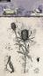 Preview: Studio Light - Stempelset "Thistle" Clear Stamps