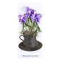 Preview: Spellbinders - Stanzschablone "Spiderwort" Dies