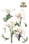 Preview: Papers For you - Transfer Aufkleber "Calla Lily" Decor Transfers 24x35 Inch