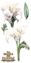 Preview: Papers For you - Transfer Aufkleber "Calla Lily" Decor Transfers 6x12 Inch