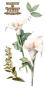 Preview: Papers For you - Transfer Aufkleber "Calla Lily" Decor Transfers 6x12 Inch