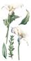 Preview: Papers For you - Transfer Aufkleber "Calla Lily" Decor Transfers 6x12 Inch