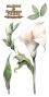 Preview: Papers For you - Transfer Aufkleber "Calla Lily" Decor Transfers 6x12 Inch