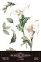 Preview: Papers For you - Transfer Aufkleber "Calla Lily" Decor Transfers 8x12 Inch