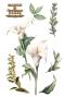 Preview: Papers For you - Transfer Aufkleber "Calla Lily" Decor Transfers 8x12 Inch