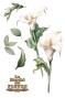 Preview: Papers For you - Transfer Aufkleber "Calla Lily" Decor Transfers 8x12 Inch