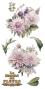 Preview: Papers For you - Transfer Aufkleber "Dahlias" Decor Transfers 6x12 Inch