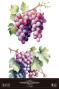 Preview: Papers For you - Transfer Aufkleber "Grapes" Decor Transfers 24x35 Inch