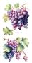 Preview: Papers For you - Transfer Aufkleber "Grapes" Decor Transfers 6x12 Inch