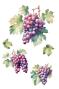 Preview: Papers For you - Transfer Aufkleber "Grapes" Decor Transfers 8x12 Inch