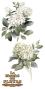 Preview: Papers For you - Transfer Aufkleber "Hydrangeas" Decor Transfers 6x12 Inch