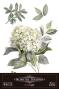 Preview: Papers For you - Transfer Aufkleber "Hydrangeas" Decor Transfers 8x12 Inch