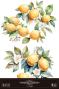 Preview: Papers For you - Transfer Aufkleber "Lemon" Decor Transfers 24x35 Inch