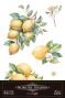 Preview: Papers For you - Transfer Aufkleber "Lemon" Decor Transfers 8x12 Inch