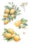 Preview: Papers For you - Transfer Aufkleber "Lemon" Decor Transfers 8x12 Inch