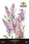Preview: Papers For you - Transfer Aufkleber "Lilacs" Decor Transfers 24x35 Inch