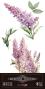 Preview: Papers For you - Transfer Aufkleber "Lilacs" Decor Transfers 6x12 Inch