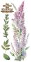 Preview: Papers For you - Transfer Aufkleber "Lilacs" Decor Transfers 6x12 Inch