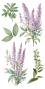 Preview: Papers For you - Transfer Aufkleber "Lilacs" Decor Transfers 6x12 Inch