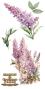 Preview: Papers For you - Transfer Aufkleber "Lilacs" Decor Transfers 6x12 Inch