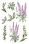 Preview: Papers For you - Transfer Aufkleber "Lilacs" Decor Transfers 8x12 Inch