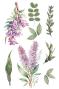 Preview: Papers For you - Transfer Aufkleber "Lilacs" Decor Transfers 8x12 Inch