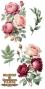 Preview: Papers For you - Transfer Aufkleber "Rosé" Decor Transfers 6x12 Inch