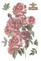 Preview: Papers For you - Transfer Aufkleber "Roses" Decor Transfers 24x35 Inch