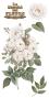 Preview: Papers For you - Transfer Aufkleber "Roses" Decor Transfers 6x12 Inch