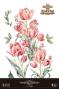 Preview: Papers For you - Transfer Aufkleber "Tulips" Decor Transfers 24x35 Inch
