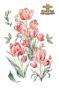 Preview: Papers For you - Transfer Aufkleber "Tulips" Decor Transfers 24x35 Inch