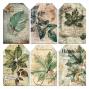 Preview: Ciao Bella - Pergamentpapier "Cabinet of Curiosities" Vellum 6x6 Inch - 6 Bogen