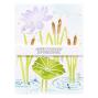 Preview: Spellbinders - Schablone "Lily Pad" Stencil