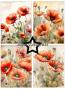 Preview: Paper Favourites - Designpapier "Poppy" Paper Pack A6 - 24 Bogen