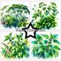 Preview: Paper Favourites - Designpapier "Herbs" Paper Pack 6x6 Inch - 24 Bogen