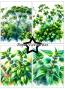Preview: Paper Favourites - Designpapier "Herbs" Paper Pack A6 - 24 Bogen
